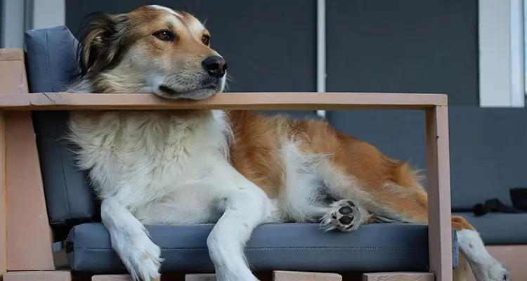 Chien adulte au repos près de son maître à la maison