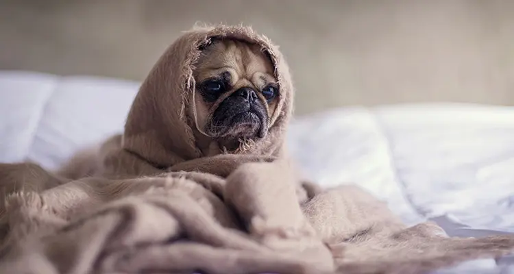 Chien fatigué observé par son maître avant une consultation vétérinaire
