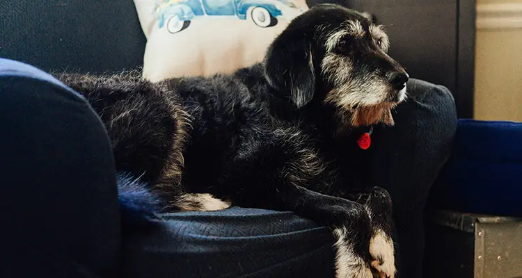 Chien âgé dormant sur un canapé