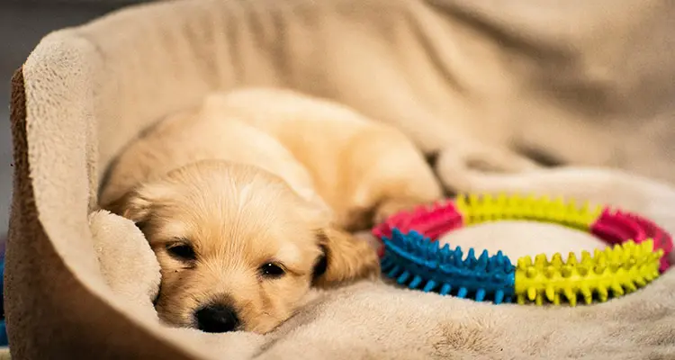 Chiot qui dort confortablement dans son panier