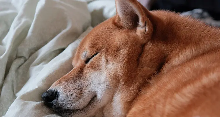 Les phases du cycle de sommeil du chien