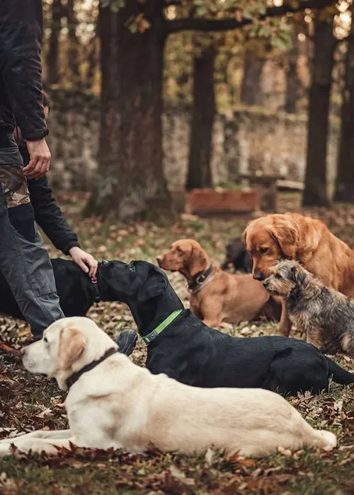 Balades collectives à Bordeaux : éducateur comportementaliste guidant plusieurs chiens situation réelle dans une forêt en Gironde