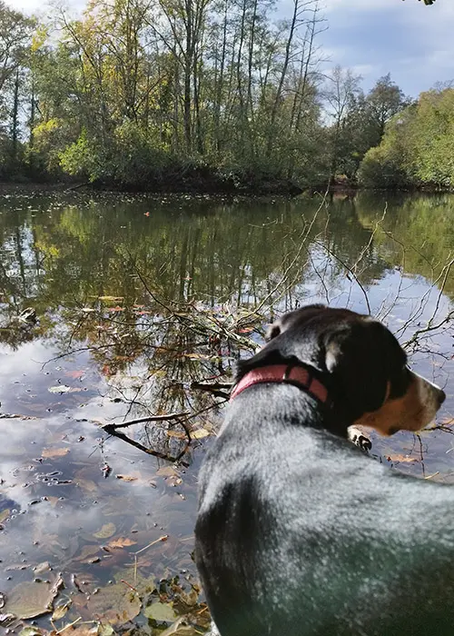 Iris, face à un lac le long de l'Eau Bourde, près de Cayac à Gradignan.